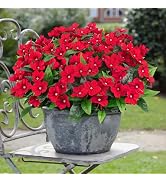 Besteek 6 Pcs Artificial Flowers for Outdoors Fake Silk Periwinkle Flowers Faux Plants UV Resista...