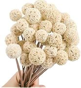 30 PCS Natural Dried Craspedia Billy Balls Flowers, 17” Dried White Flowers Buttons Bouquet for V...