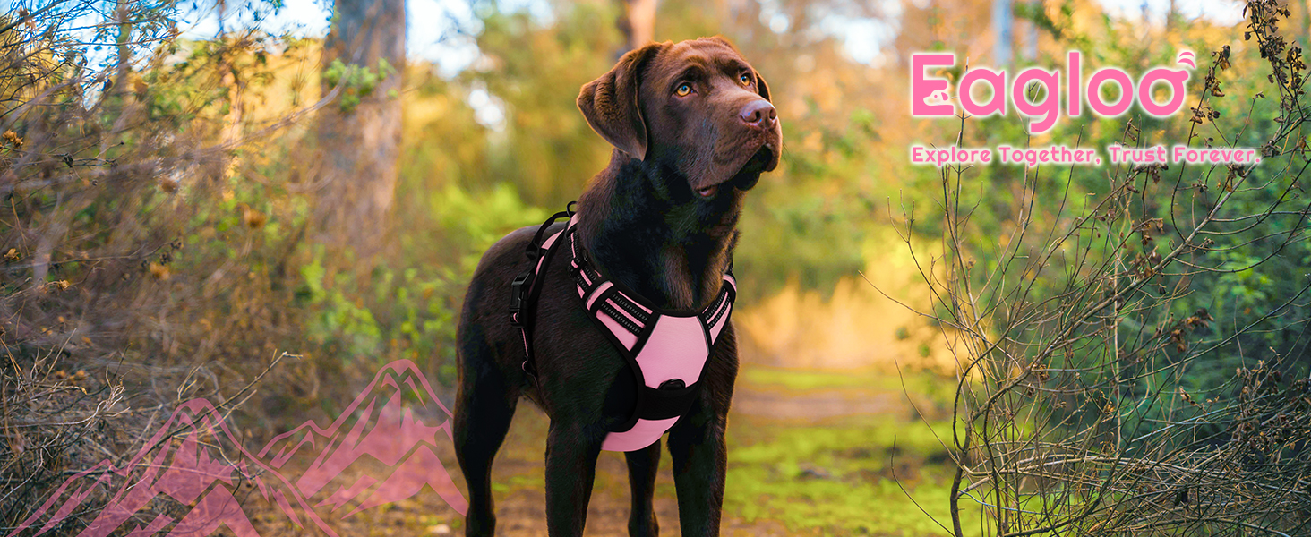 dog harness
