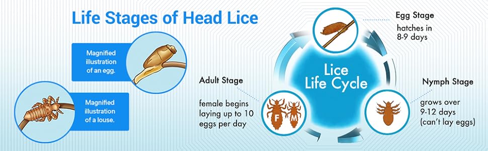 Life stages of head lice