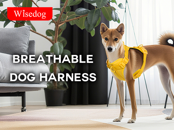 dog harness