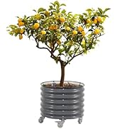 Rolling Metal Citrus Tree Planter, Self-Watering Round Large Pot for Growing Trees Tomatoes Veget...