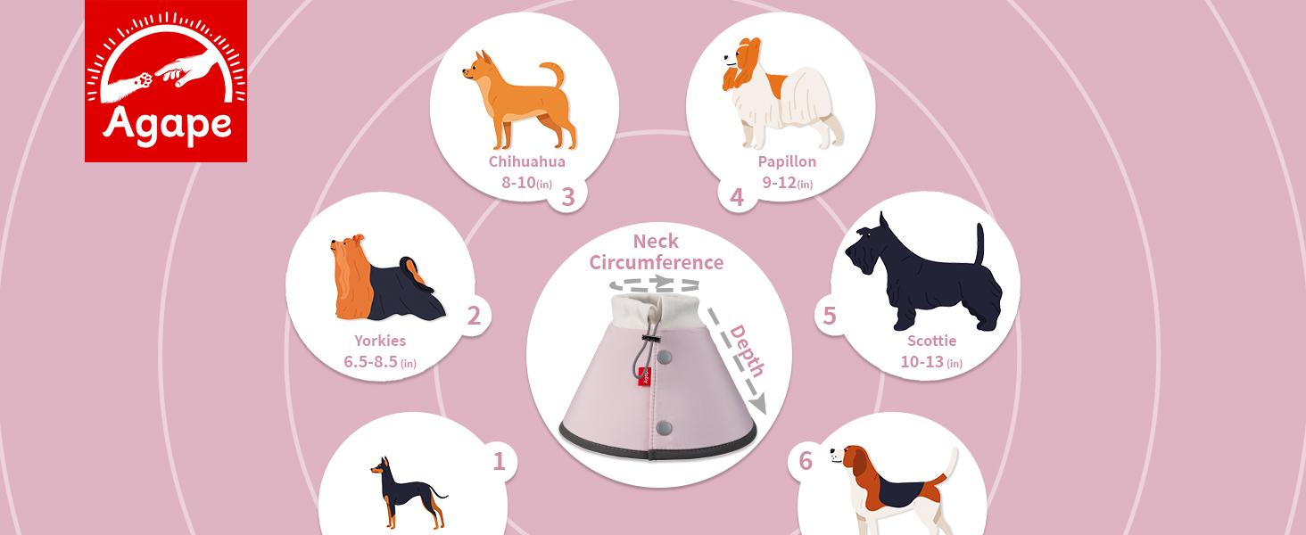 dog cone