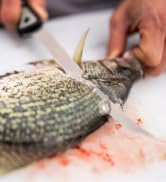 Old Timer Trail Boss Series Fixed Blade Fillet Knives with S.S. Blades, Full Tang Construction, E...
