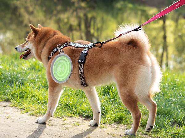 collapsible dog bowls