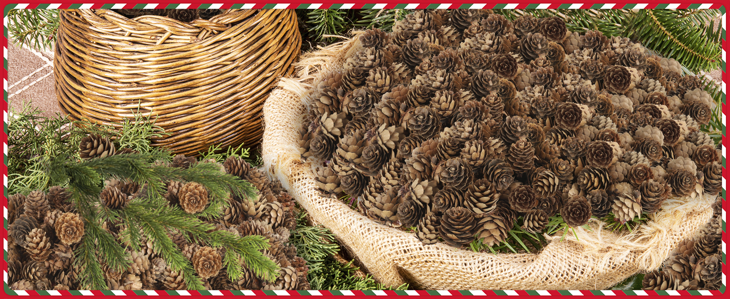 pinecones