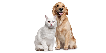 Geat for Cats & Dogs