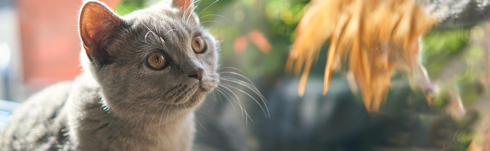 cat litter box