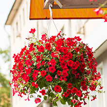 Screw Ceiling Hooks for Hanging Plants