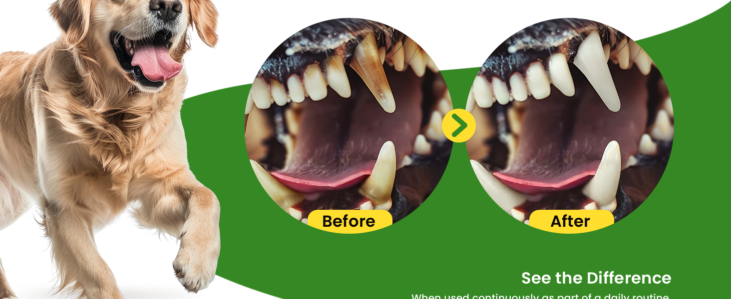 dog teeth cleaning