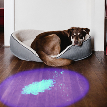 detecting urine and bodily fluids in the dark.
