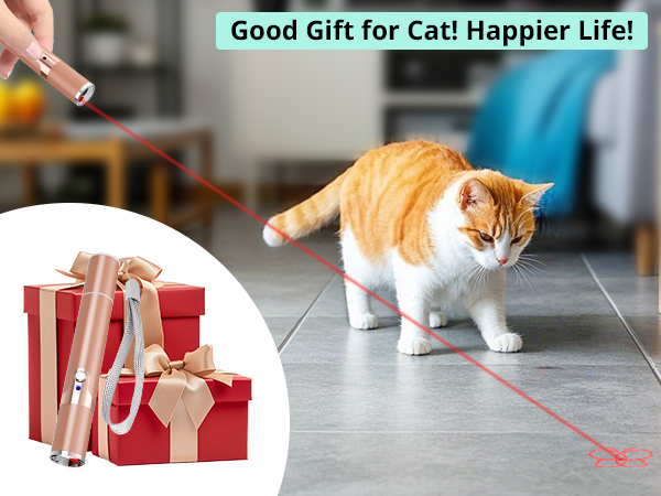 kitten cat toy