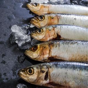 Fish counter