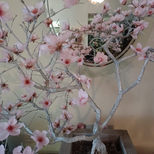 cherry blossom flowers