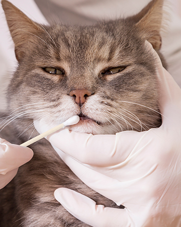 cleaning swabs