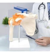 Human Shoulder Joint Model, Life Size Flexible Anatomically Accurate Shoulder Skeleton Model with...