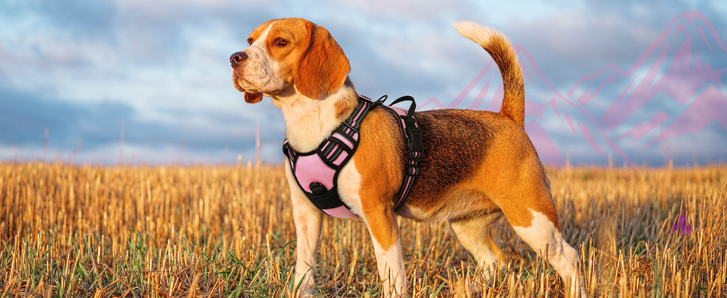 dog harness