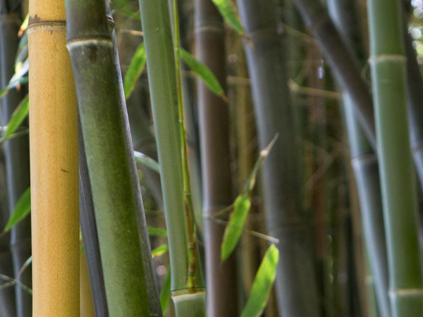 bamboo