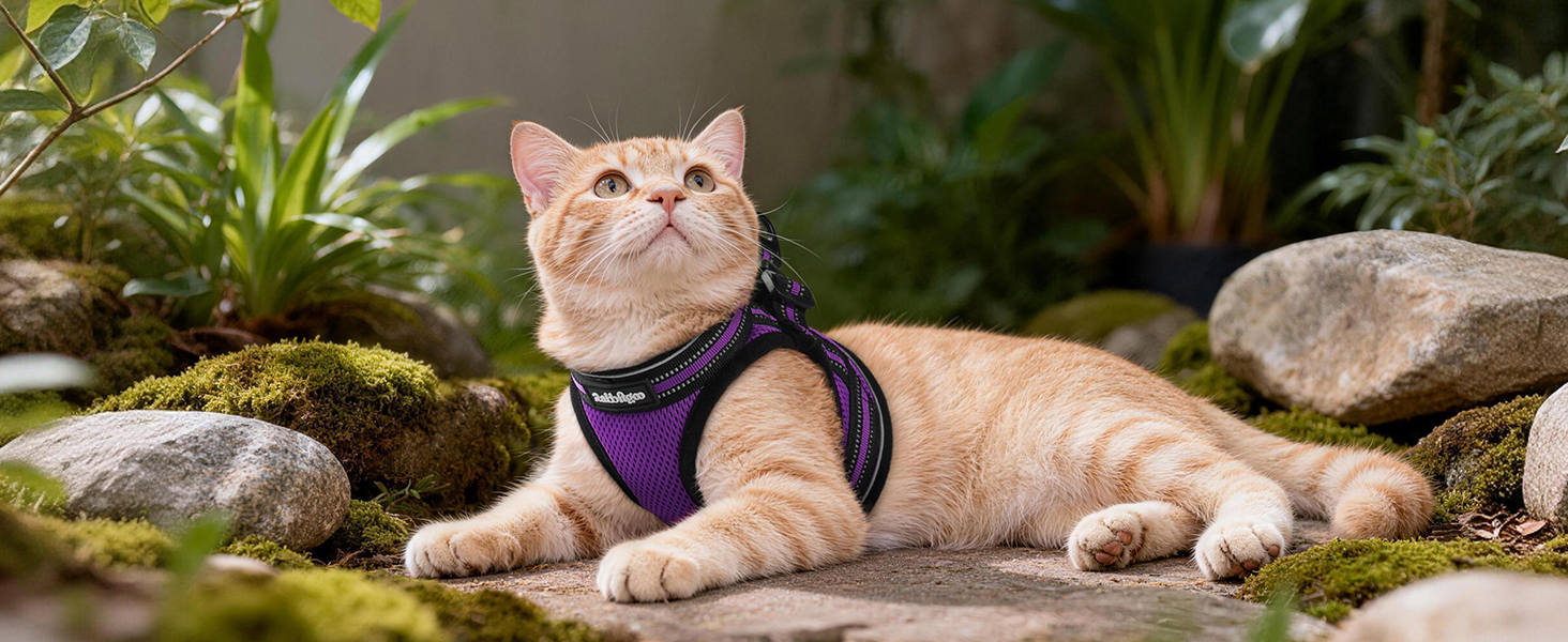 cat harness