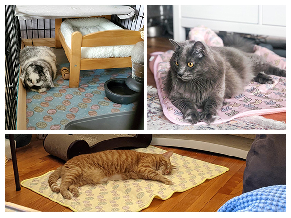pet coolmat 9