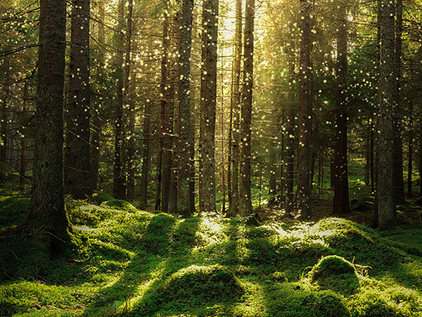 sustainability