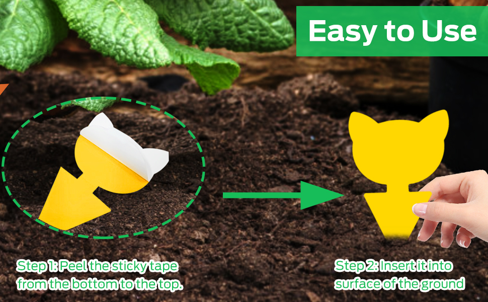 plant sticky traps for gnats
