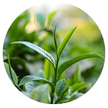 Tea Tree Oil
