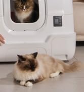 Cat Litter Box Self-Cleaning
