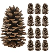 12PCS Large Pine Cones, 3.93-5.51 Inches Tall Pinecones Bulk, Natural Pine Cones for Craft Home A...
