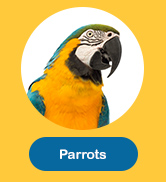 Parrots