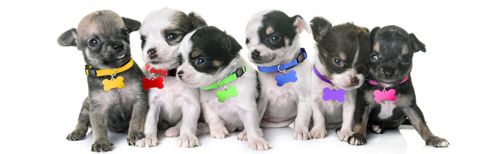 puppy collars