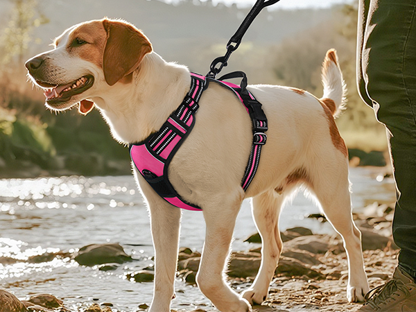 Classic dog harness