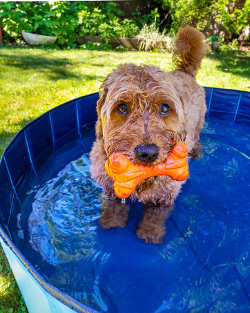 dog pool
