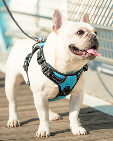 harness