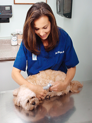 Vet using Peticare