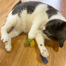 stocking stuffers under 10 dollars self-play cat toys engaging kittens spiral spring wire tous bulk