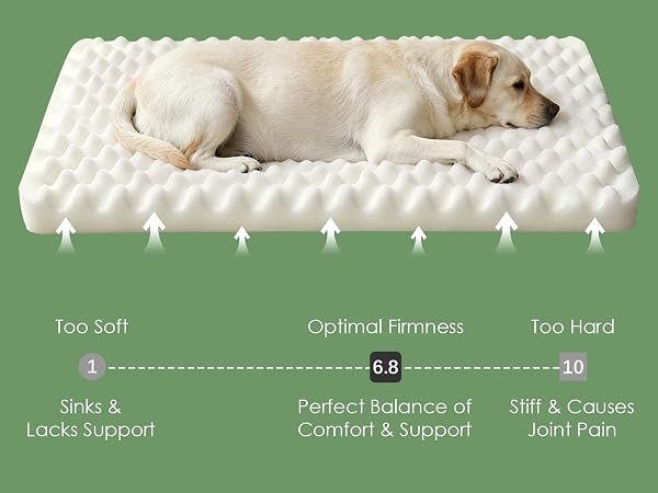 Dogs Sofa Beds