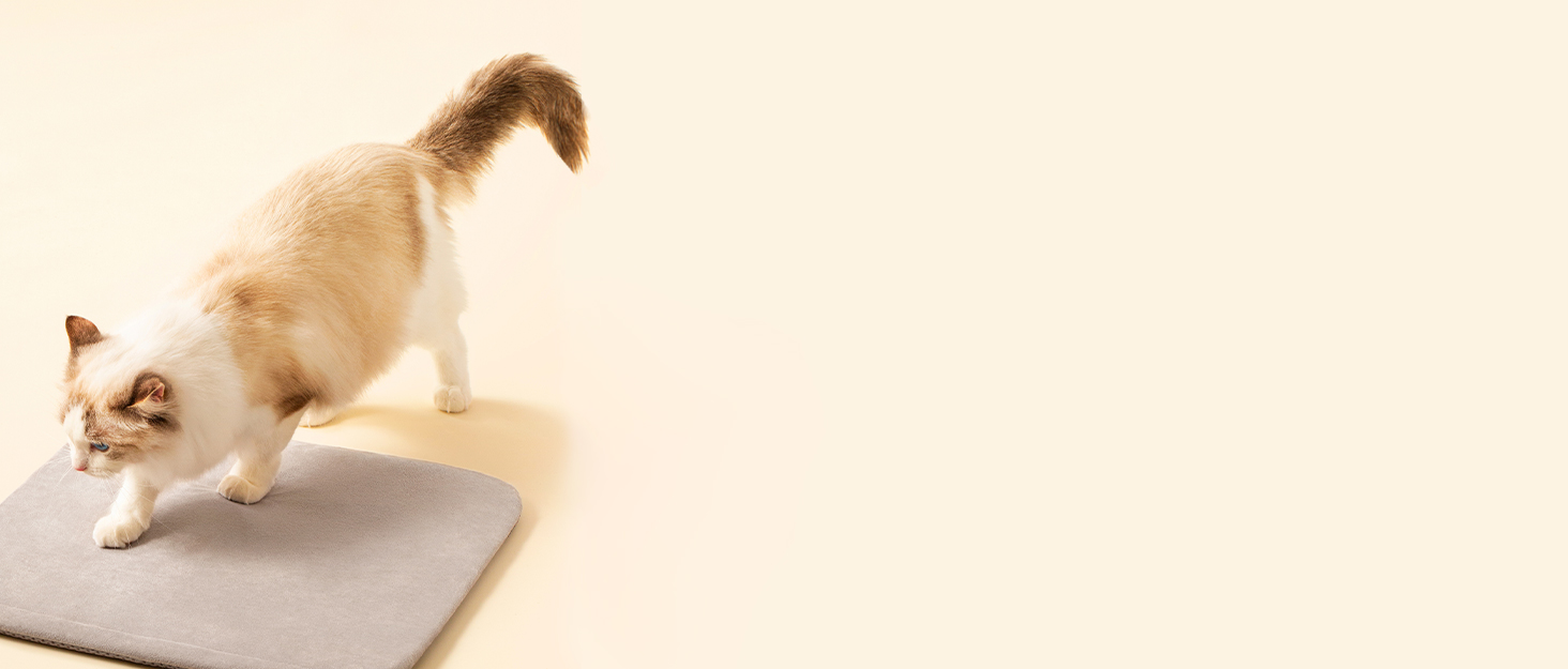 Cat Scratching Post