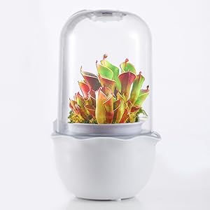 Smart Venus Fly Trap Terrarium Planter Kit