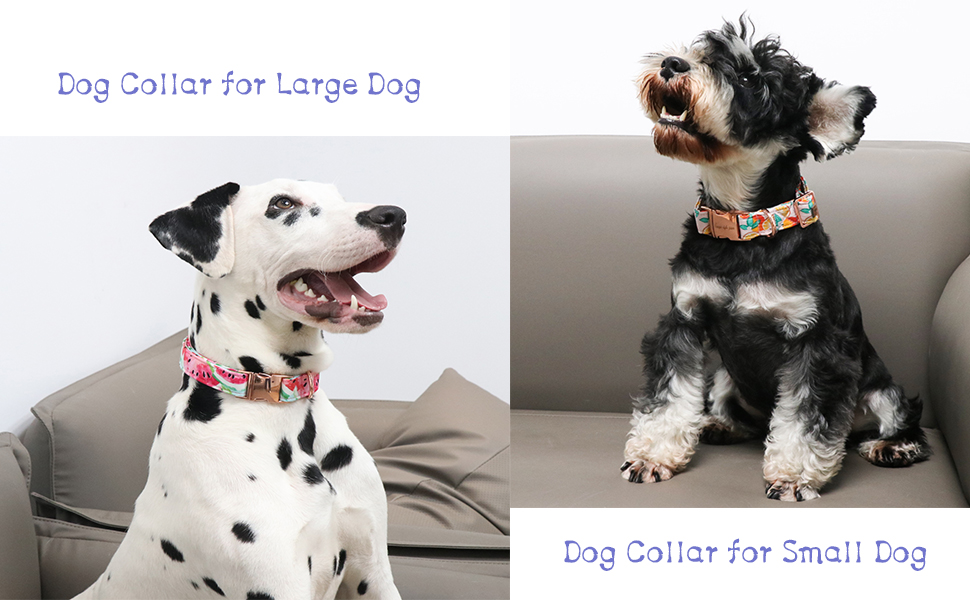dog collar for small dog
