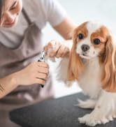 dog nail trimmers large breed corta uñas para perros large dog nail clippers