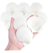 Mkobon 10 PCS Natural Scallop Shells for Crafts, 3 Inch White Seashell Decor for Home, Sea Shells...
