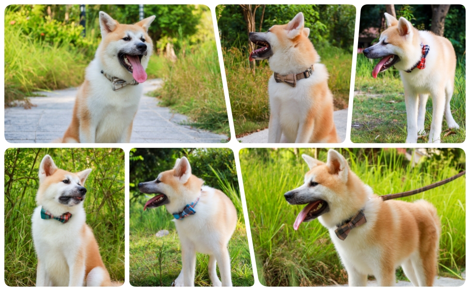 dog collar