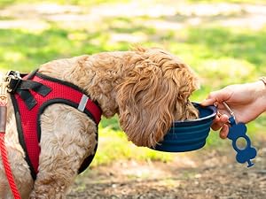 Collapsible Dog Bowl