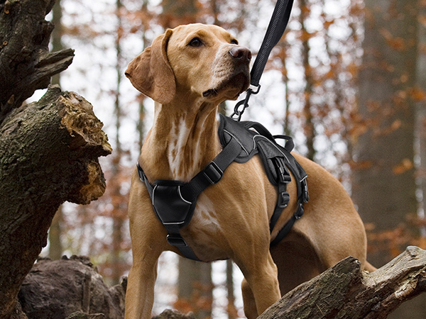 dog harness for dogs that are easy to use