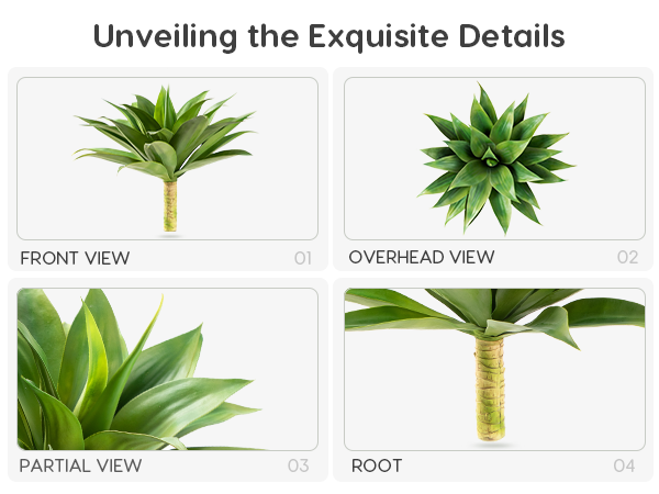 Unveiling the Exquisite Details
