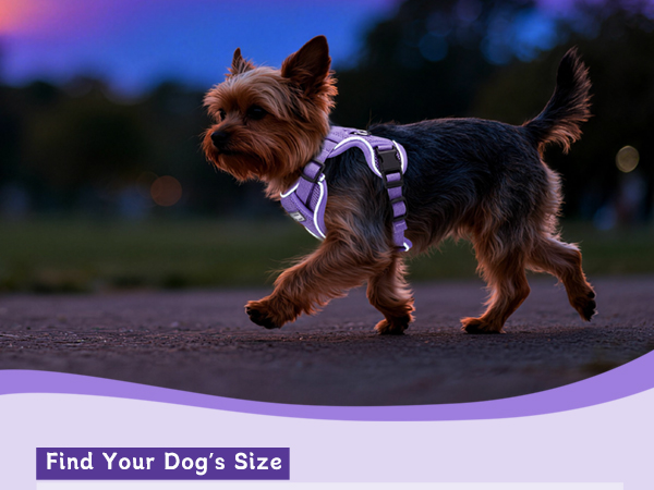 purple small dog harness
