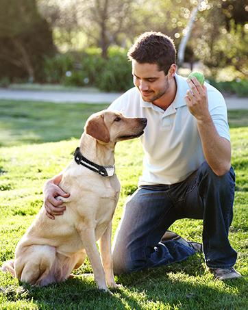 dog training collar