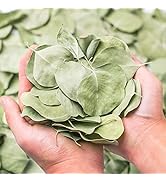 400+ Dried Real Eucalyptus Leaves, 100% Natural Bulk Silver Dollar Eucalyptus Leaves, Wedding, Bi...