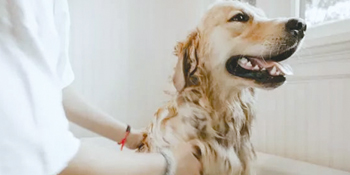 Can Be Used For Pets